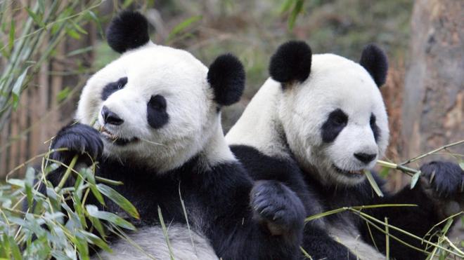 Panda, Cina
