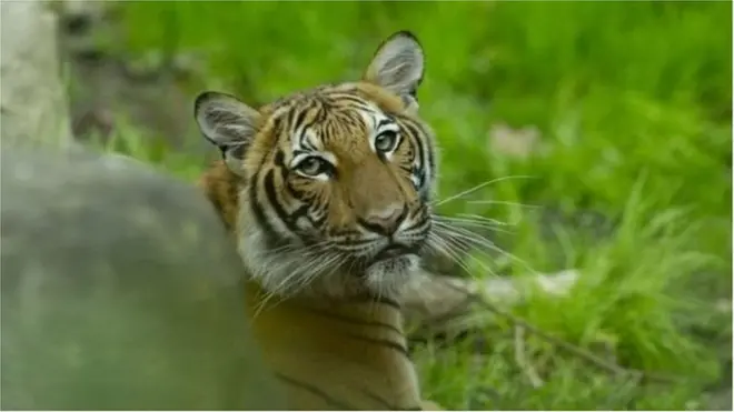 ویل کېږي دې پړانګ ته دا وېروس د ژوبڼ له یوه ساتونکي لېږدېدلی وي