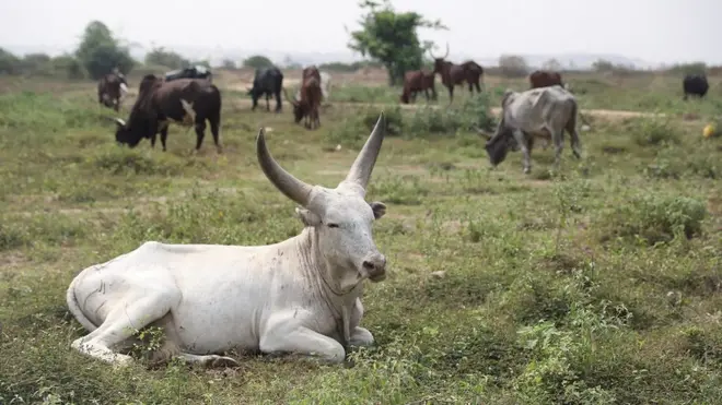 Alhaji Mohammadu say, "farm no dey move," so na herdsmen dey find trouble if dem enter people farm.