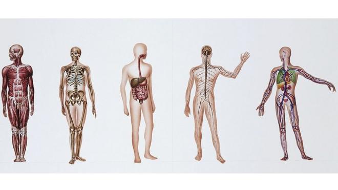 Ilustración que muestra diferentes sistemas internos del cuerpo humano.