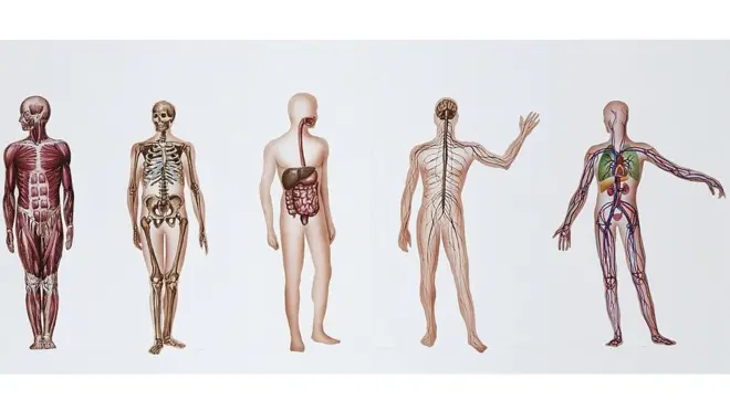 Illustration showing different internal systems