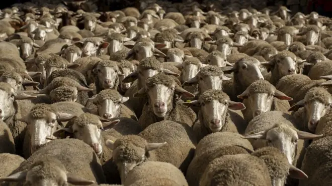 خراف في شوارع مدريد