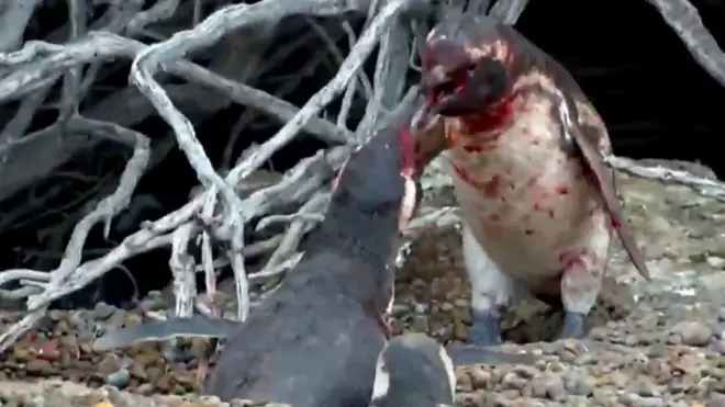 El momento en que el "esposo" debe aceptar la derrota.