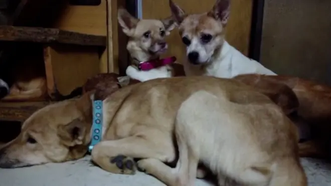 164 собаки жили в доме площадью 30 квадратных метров.