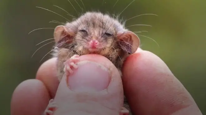 Пигмејски опосум у људској руци