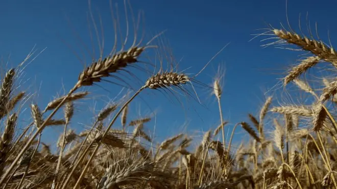 گندم در مزرعه‌ای در شهر ژیوتنو اوکراین - اوکراین و روسیه از صادرکنندگان عمده غله در جهان هستند