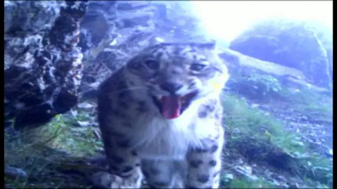 「幻の動物」ユキヒョウ　WWFが映像公開