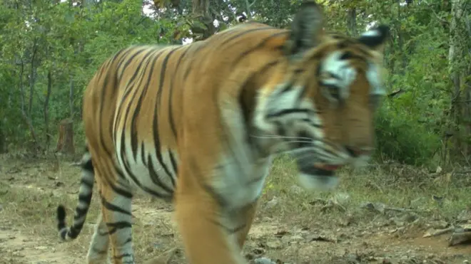 Satu kamera jebakan menemukan enam ekor harimau, termasuk yang satu ini.