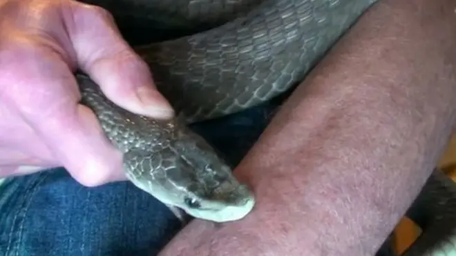 يقول تيم فريد إن جسده تمكن من إنتاج مضادات مقاومة كافية لتحمل لدغات الثعابين