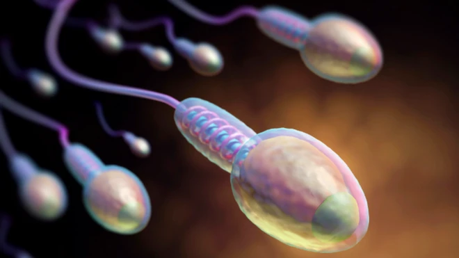 สเปิร์ม