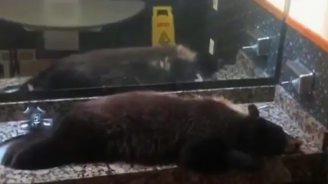 دب يأخذ قيلولة في حمام فندق