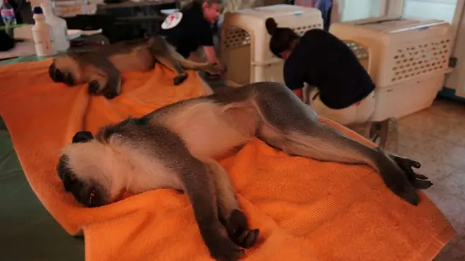 Обезьянкам дали снотворное, чтобы они не нервничали при переезде