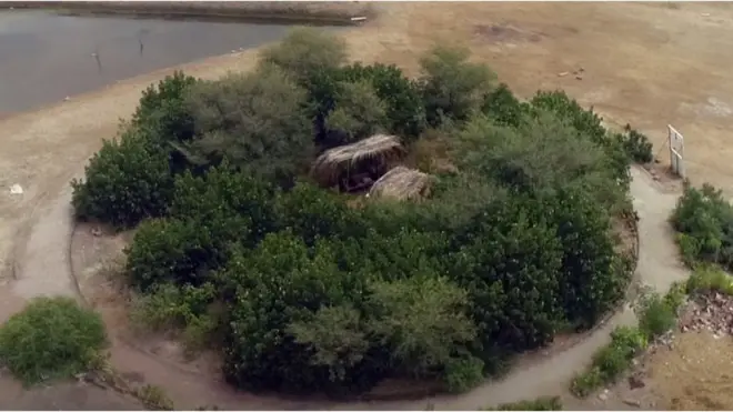 اربن فاریسٹ