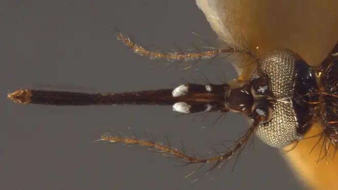 تعرف على الحشرة التي تقتل مليون شخص كل عام