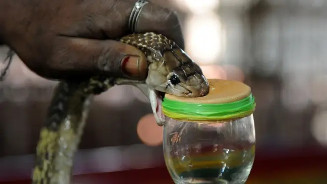 A cobra being milked for its poison