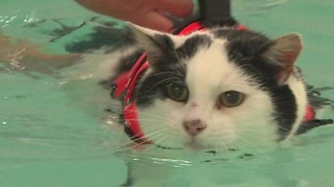 Кот плавает в бассейне