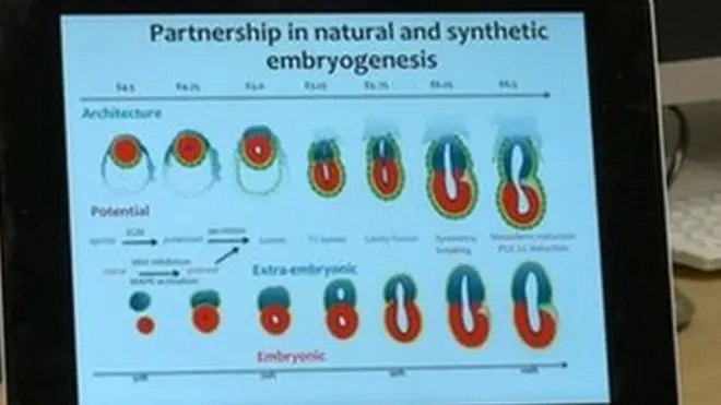 خلايا جذعية