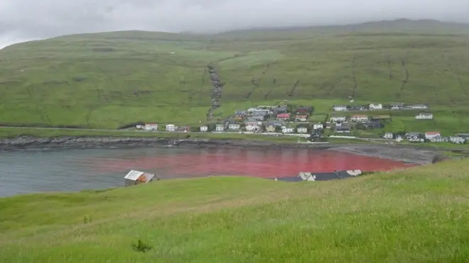 페로 제도의 고래 사냥