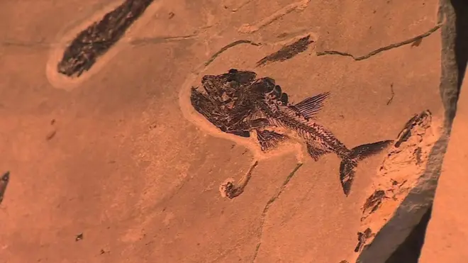 أسماك متحجّرة في لبنان عمرها 100 مليون سنة