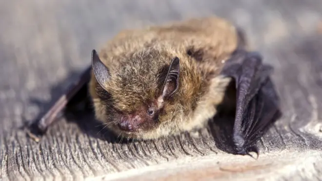 A stock image of a Nathusius' pipistrelle bat