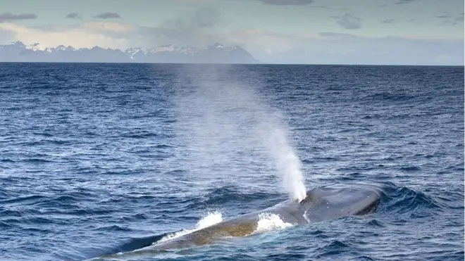 Blue whales - the largest animals on Earth - are rarely seen.
