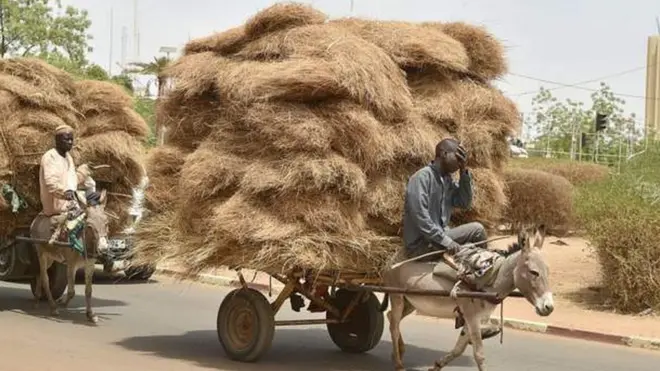 Niger oo mamnuucday dhoofka xoolaha