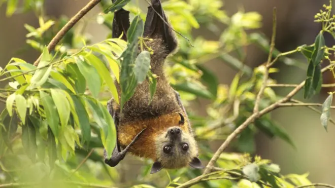 Летюча лисиця