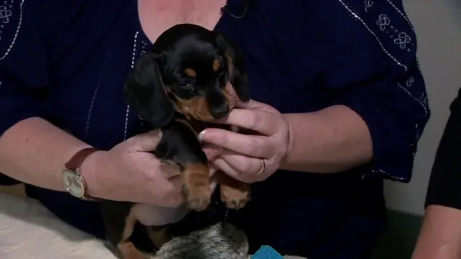 生後8週間の「ブリジット・ジョーンズ」