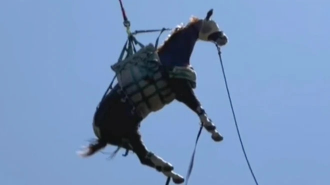 Povređen konj helikopterom prevežen na lečenje u Kaliforniji