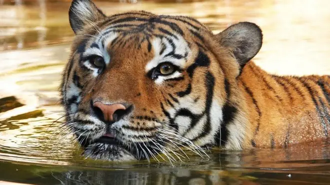 ఉత్తరప్రదేశ్