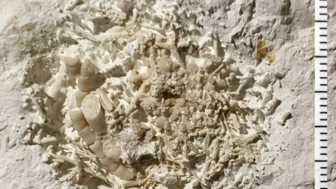 Um pedaço de vômito animal fossilizado