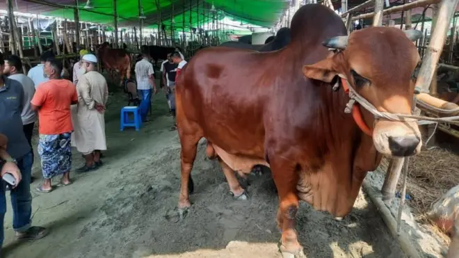 বাংলাদেশে কোরবানিতে বেশিরভাগ সময়ই গরু কোরবানি দেওয়া হয়ে থাকে