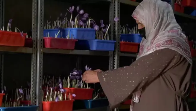 کمرے میں زعفران کی کاشت سے لاکھوں کی کمائی
