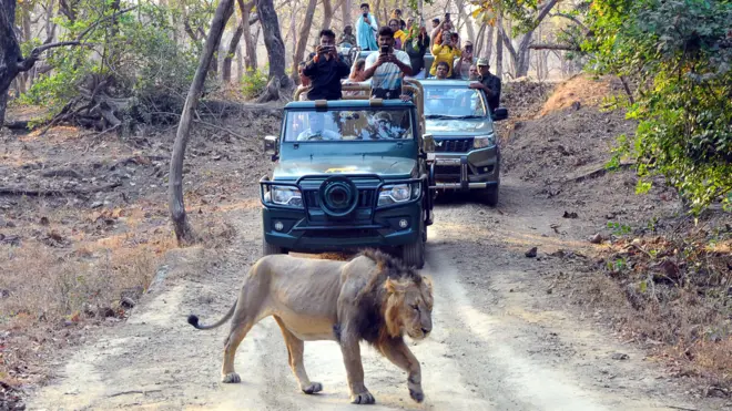 સિંહની કથિત પજવણીનો વીડિયો વાઇરલ થતાં વન વિભાગે તપાસ સમિતિ બનાવી, શું સિંહના ફોટા પાડવા એ ગુનો છે? (પ્રતીકાત્મક તસવીર)
