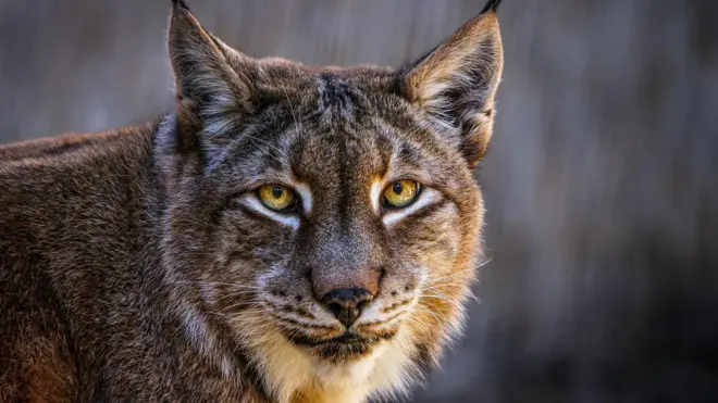 Primer plano de un lince euroasiático. Tiene orejas puntiagudas y unos característicos ojos amarillos