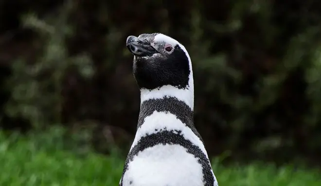 pingüino de Magallanes