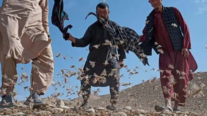 دهقانان افغان در حال مجادله فیزیکی با ملخ 