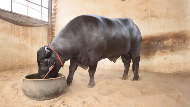 मुर्रा राँगा