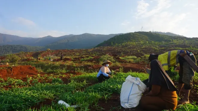 Petani di Laoli mengumpulkan tanaman pasca penggusuran.