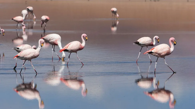 Flamingos