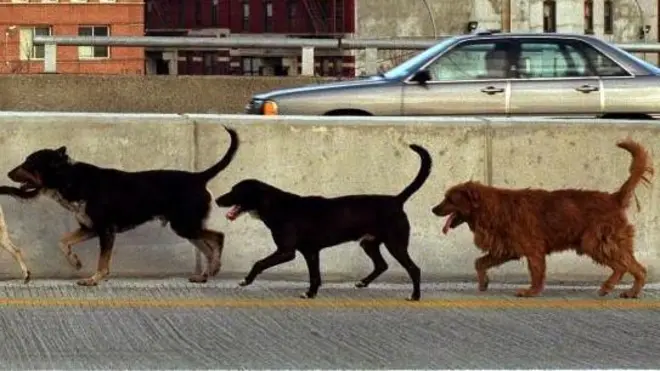 आवारा कुत्ते