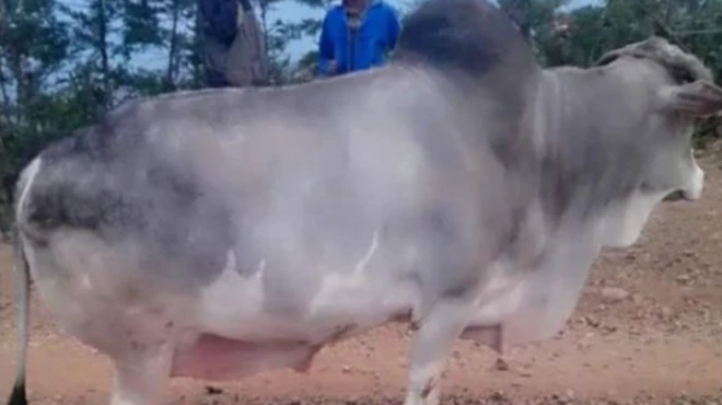 Sangaa birrii kuma 200