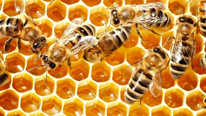 Abejas depositando miel en las celdas de un panal