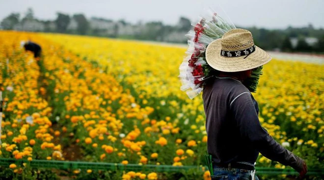 అమెరికా, అధ్యక్ష ఎన్నికలు, వలసదారులు, మెక్సికో, ఆఫ్రికన్లు