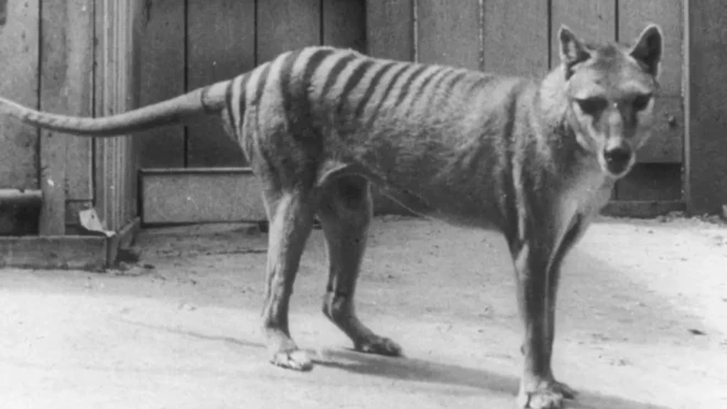 عکس یک گرگ تاسمانی