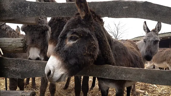 Donkeys
