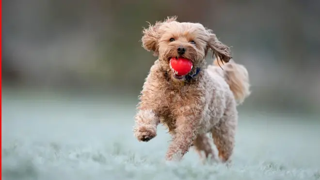 разиграно куче у залеђеној трави с лоптицом у устима