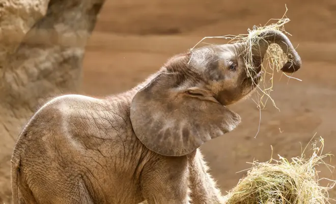 slon jede suvu travu