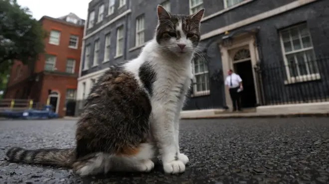 Larry, the Downing Street cat, sits on the street outside No. 10 ahead of the election in London, Britain, 03 July 202