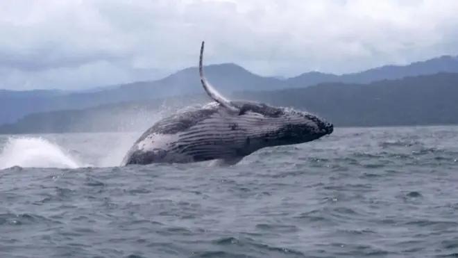 Iyi fi rutura yo mu bwoko bwa 'humpback' aha yafotowe ku mwaro w'inyanja ya Pasifika ku ruhande rwa Colombia, mbere y'uko ikora urugendo rudasanzwe rwo kwimuka